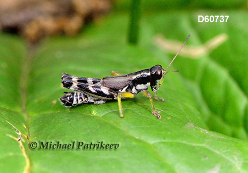 Hebard's Green-legged Grasshopper (Melanoplus eurycercus)